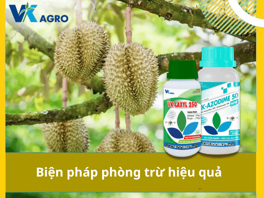  Cách Phòng Trừ Hiệu Quả Bệnh Phổ Biến Mùa Mưa Trên Cây Ăn Trái