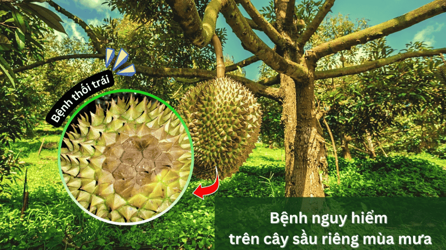  Cách Phòng Trừ Hiệu Quả Bệnh Phổ Biến Mùa Mưa Trên Cây Ăn Trái