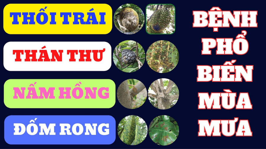  Cách Phòng Trừ Hiệu Quả Bệnh Phổ Biến Mùa Mưa Trên Cây Ăn Trái 