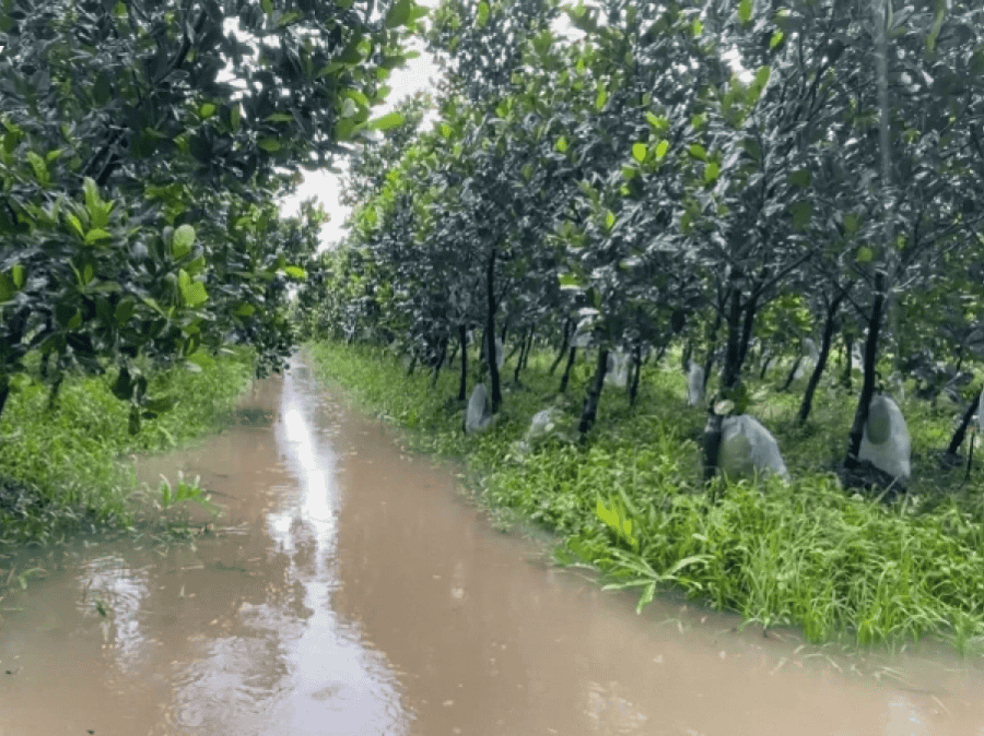  Cách Phòng Trừ Hiệu Quả Bệnh Phổ Biến Mùa Mưa Trên Cây Ăn Trái 