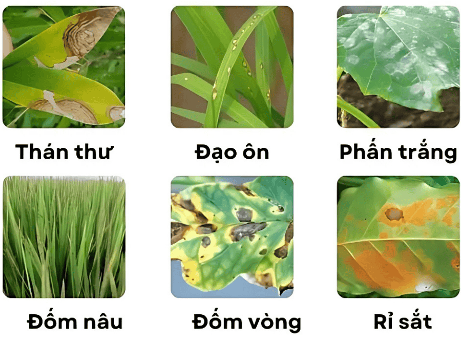  tác dụng của hoạt chất Azoxystrobin