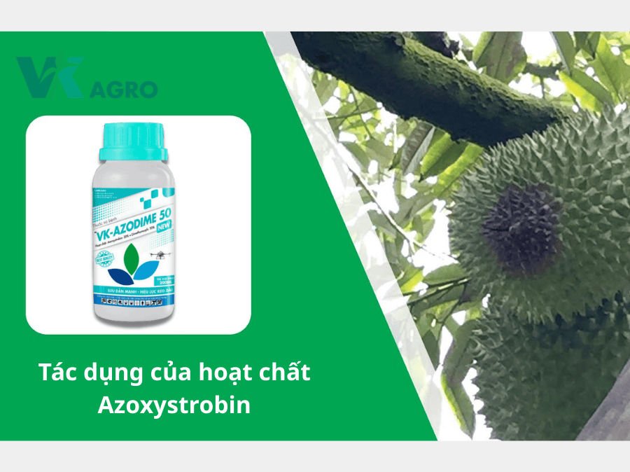  tác dụng của hoạt chất Azoxystrobin