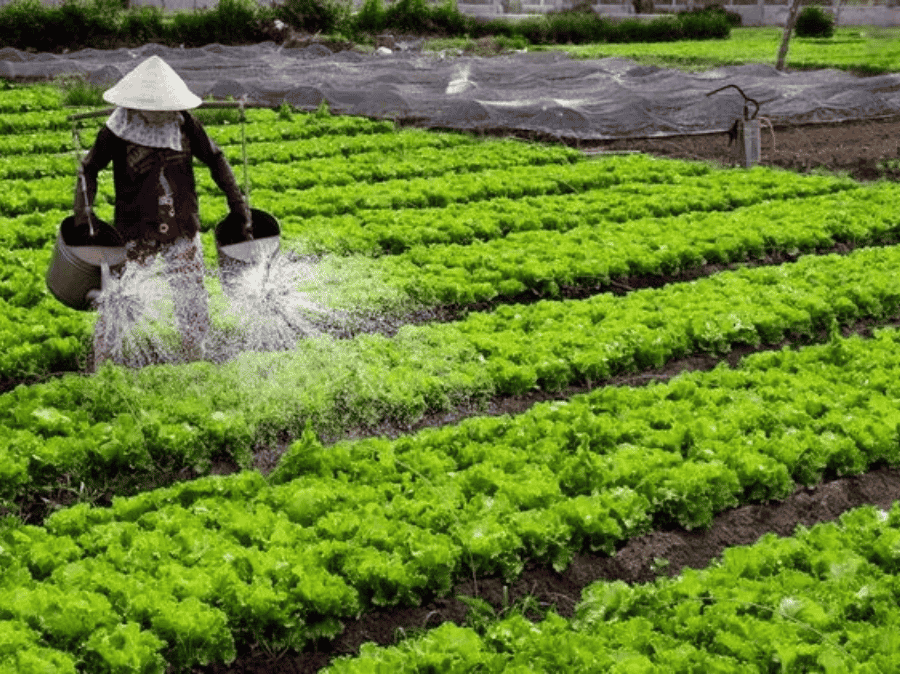 kinh nghiệm bón phân cho cây trồng