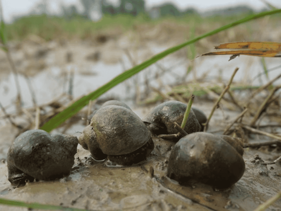 thuốc diệt ốc là gì? cách chọn chuẩn